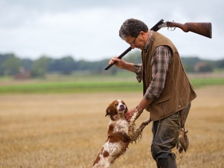 Entraînement de chien