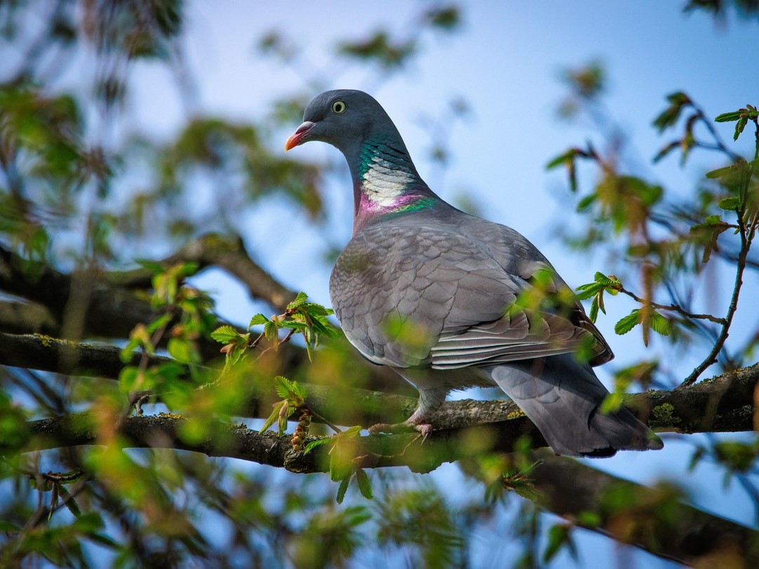 Chasse au migrateur