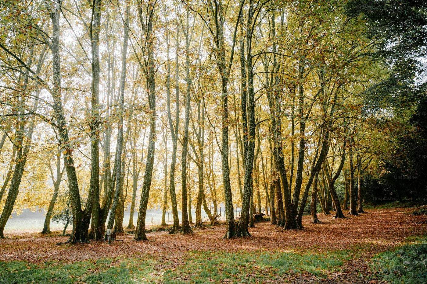 Bois de feuillus et sous-bois du domaine de chasse Bird Hunter à Tournay, Hautes-Pyrénées