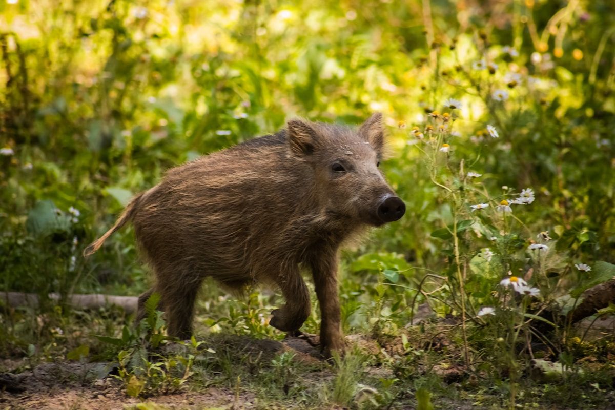Sanglier en sous-bois