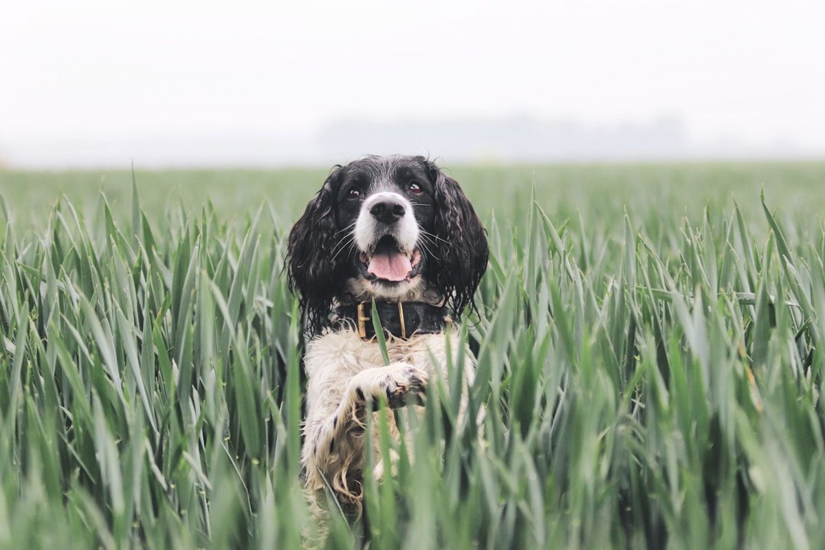 Chien de chasse en action dans un champ