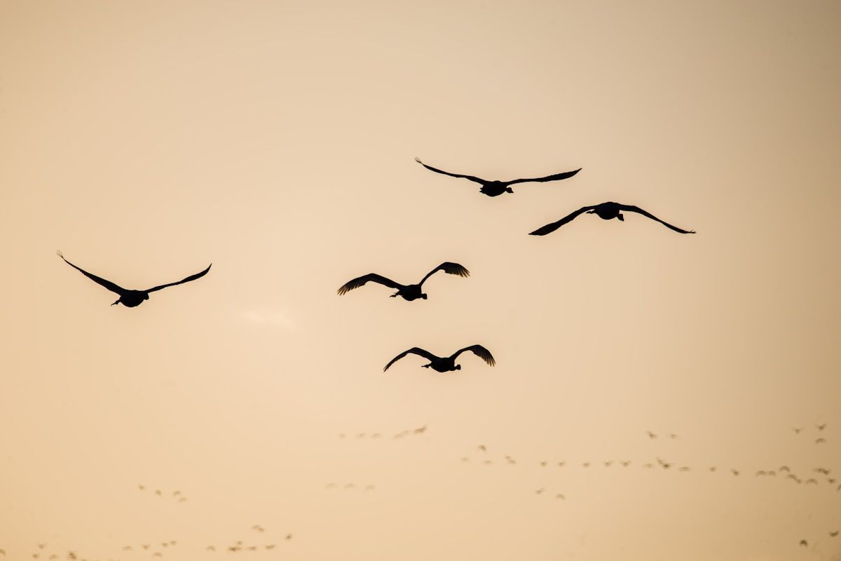 Oiseaux migrateurs en vol dans un ciel doré